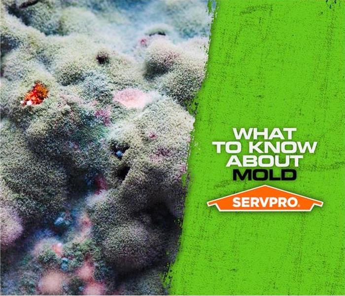 SERVPRO mold poster - What to know about mold caption